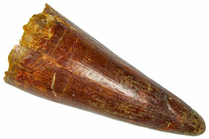 Cretaceous Fossil Crocodylomorph Tooth - Morocco #368164